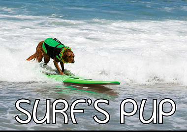 Surf's Pup - Surfing Dog