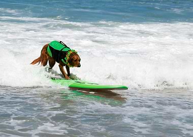 Dog Surfing in the Ocean