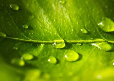 Lemon Leaf with Water Droplets