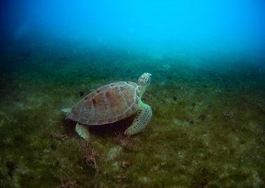 Sea Turtle Underwater - USVI