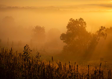 Golden Sunrise Through Foggy Landscape