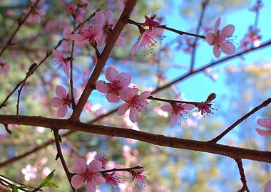 Pink blossoms on tree branches