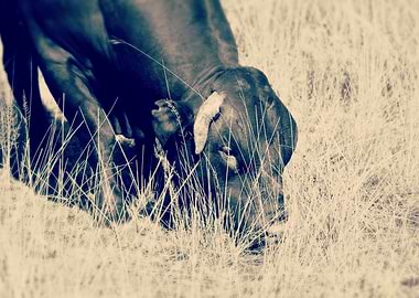 Cow Grazing in Field, Sepia Tone