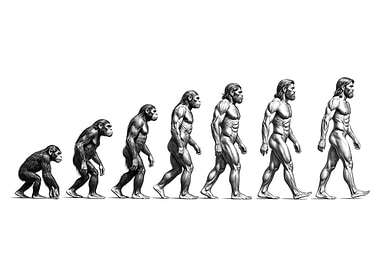 Human Evolution Stages