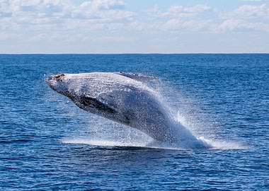 Humpback Whale Breaching Ocean Surface