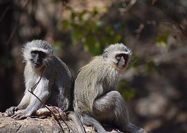 Two Vervet Monkeys in Natural Habitat