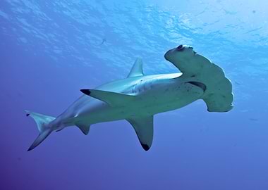 Hammerhead Shark Swimming in Blue Ocean