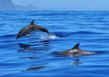 Dolphins leaping in blue ocean water