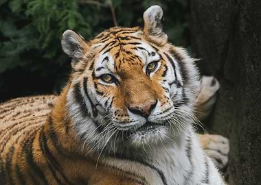 Portrait of a Majestic Tiger