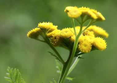 Yellow Tansy Flower Close-Up