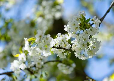 White Blossoms on a Branch, Spring garden