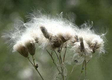 Thistle Seed Head Close-Up