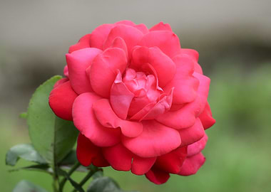 Blooming Red Rose Close-Up