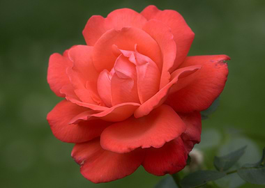 Close-up of a salmon-colored rose