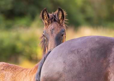 Hiding behind mum