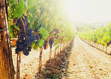 Vineyard with Ripe Grapes in Sunlight