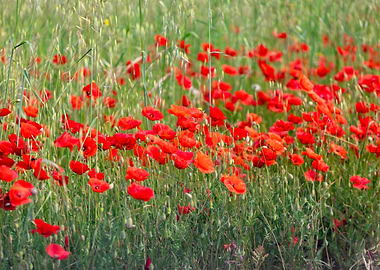 Field of Red Poppies
