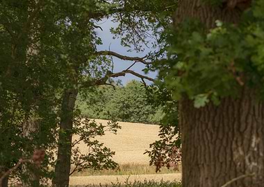 Golden rays of summer