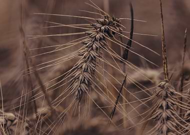 Detailed barley head