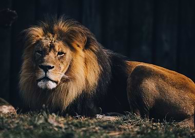 Majestic Lion Portrait