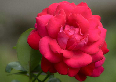 Close-up of a Red Rose Blossom