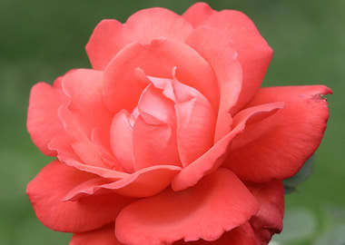 Close-up of a salmon-colored rose