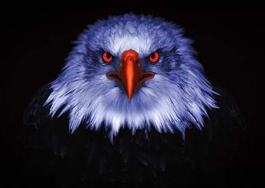 Eagle with Red Eyes on Black