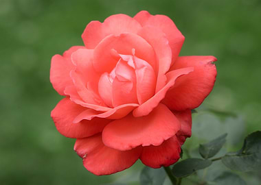 Coral Rose Blossom