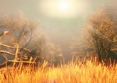 Golden Field and Winter Trees