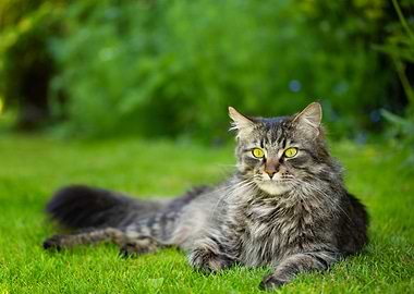 Relaxed Cat in Green Garden, Maine Coon