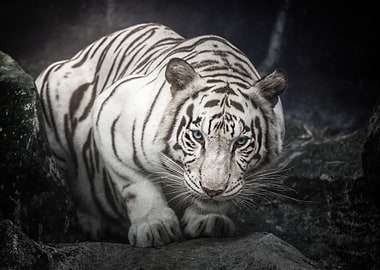 White Tiger Portrait