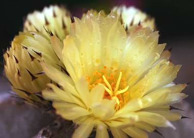 Blooming Yellow Cactus Flower Close-Up