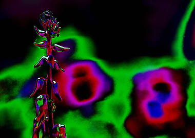 Abstract Floral with Vivid Colors