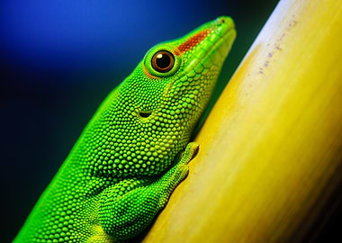 Green Gecko on Bamboo