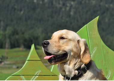 Golden Retriever on Green Bench