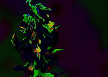 Abstract Floral Arrangement with Dark Background