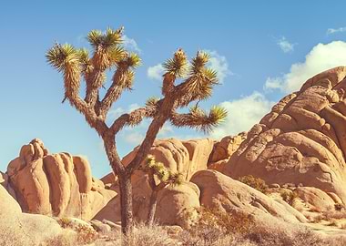 Joshua Tree Landscape with Rock Formations