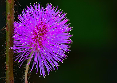 Mimosa Pudica Flower Close-Up