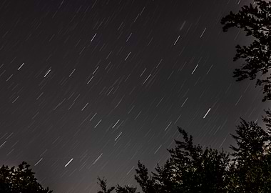 Star Trails Over Trees at Night