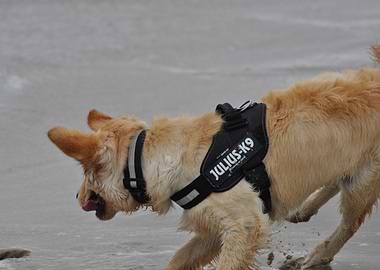 Dog playing on the beach