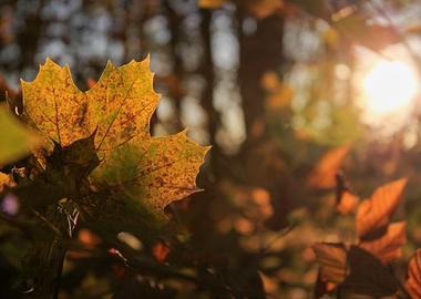 Autumn Leaf in Sunlight