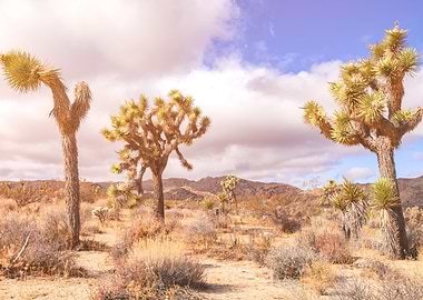 Joshua Trees in Desert Landscape