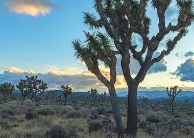 Joshua Tree Landscape at Sunset