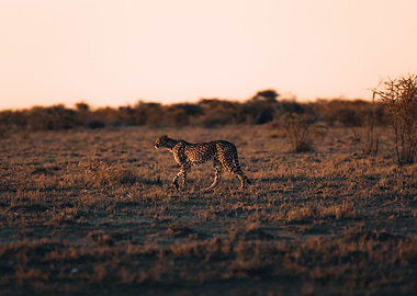 Cheetah At Dawn