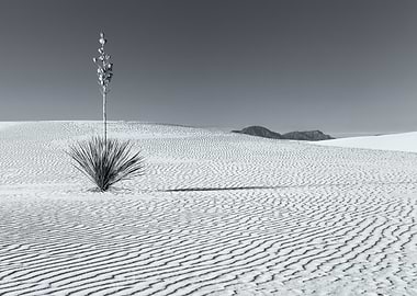 Monochrome Desert Landscape with Yucca Plant
