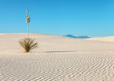 White Sands Desert Landscape