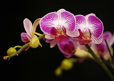 Orchid's Embrace - A Striking Macro Photograph of a Blooming Phalaenopsis