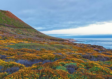 Coastal hillside covered in wildflowers
