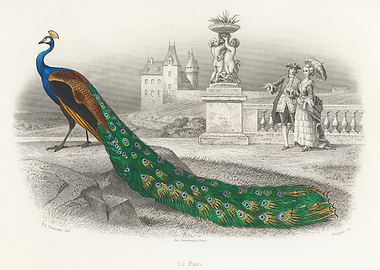 Peacock in a Garden Engraving