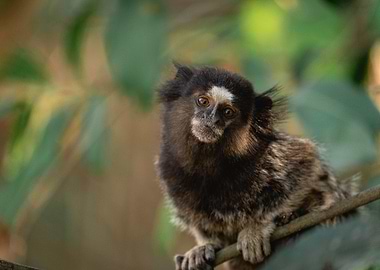 Marmoset Monkey Portrait in São Paulo, Brazil